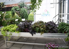 De nieuwe serie van zoete aardappels van Hishtil waarbij ze het beste van twee werelden gecombineerd hebben; sierteelt en goed smakende aardappels.